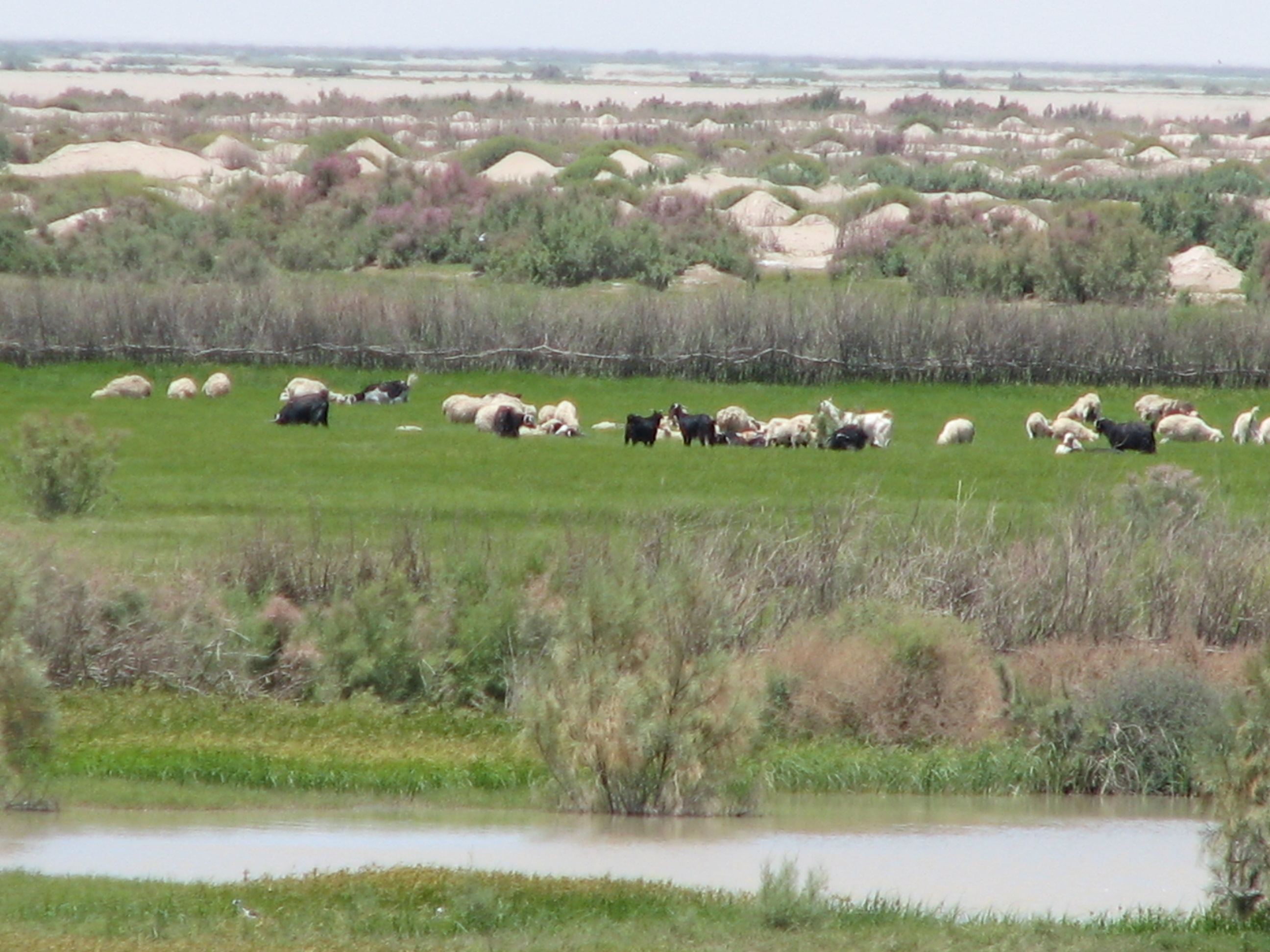 مراتع سیستان در ترسالی ها